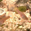 Guppy