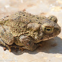Fowler's toads