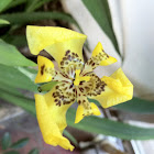 Walking Iris