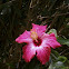 Chinese Hibiscus