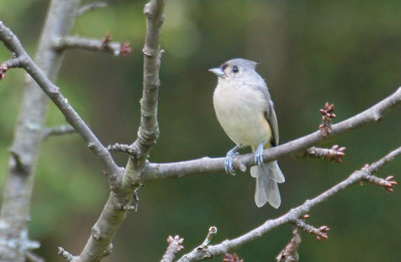 Spotting Image 1