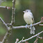 Tufted Titmouse