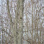 Red-Bellied Woodpecker