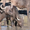 African Buffalo