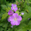 Cranesbill Geranium