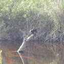 Anhinga