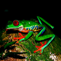 Red-eyed Tree Frog