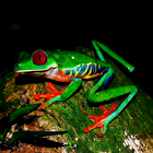 Red-eyed Tree Frog