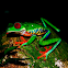 Red-eyed Tree Frog