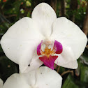 White Orchid