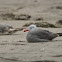 Heermann's Gull