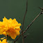 Japanese rose