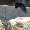 Raven