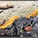 Land Planarian Flatworm