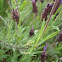 Lavanda, Cantueso
