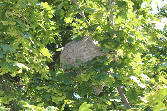 Spotting Image 1