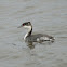Horned Grebe