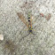 Five-banded Tiphiid Wasp (male)