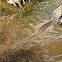 Water Dragon