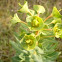 euphorbia