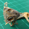 Gecko mummy