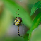 female Banded garden spider