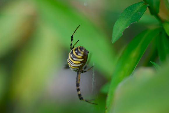 female Banded garden spider | Project Noah