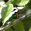 Puerto Rican Tody