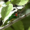 Puerto Rican Tody