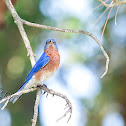 Eastern Bluebird