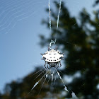 Crab spider