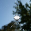 Crab spider