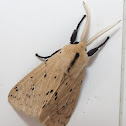 Tiger moth