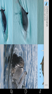 How to mod Dolphins & Whales Sightings 1.0.0 mod apk for pc
