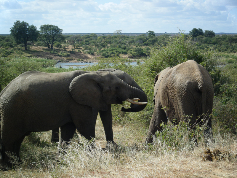 African bush elephant