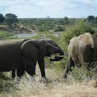 African bush elephant