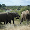African bush elephant