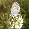 Hanno Blue