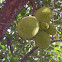 Jackfruit