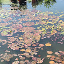 lily pad