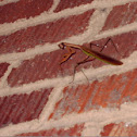 Praying Mantis