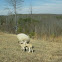 Sheep and Newborn Lambs
