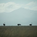 Ostrich