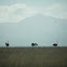Ostrich