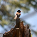 Dark-eyed Junco