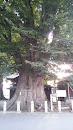 県指定天然記念物 須賀神社の大ケヤキ