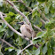 Little Friarbird