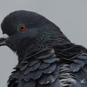 Rock Pigeon