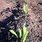 Sweet Corn