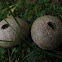 Puff Balls